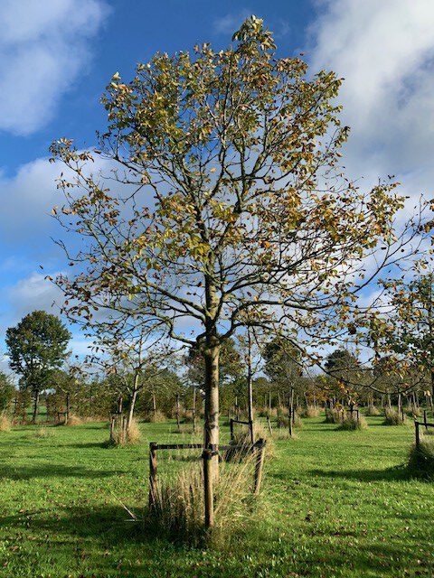 volwassen walnotenboom