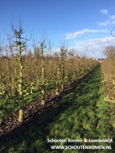 Ca. 30 Jaar Oude Perenboom Ras Conference - De Mooiste Oude Fruitbomen!