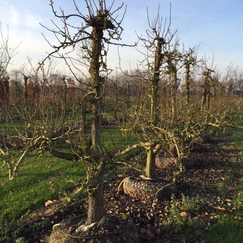 Oude Perenboom Ras Conference - De Mooiste Oude Fruitbomen!