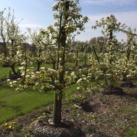 Oude Perenboom Ras Conference - De Mooiste Oude Fruitbomen!