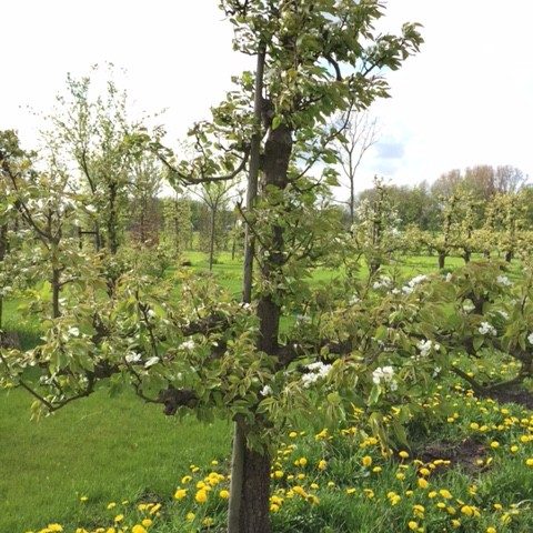 Oude Perenboom Ras Conference - De Mooiste Oude Fruitbomen!