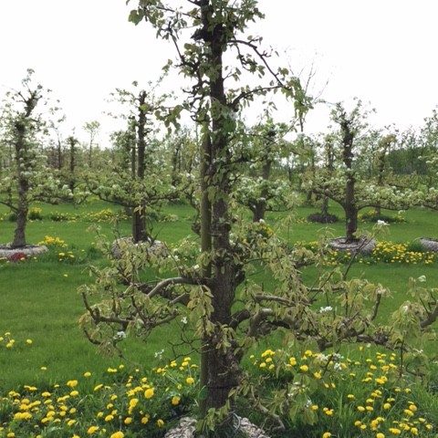 Oude Perenboom Ras Conference - De Mooiste Oude Fruitbomen!