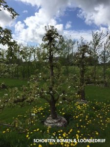 Ca. 30 Jaar Oude Perenboom Ras Conference - De Mooiste Oude Fruitbomen!