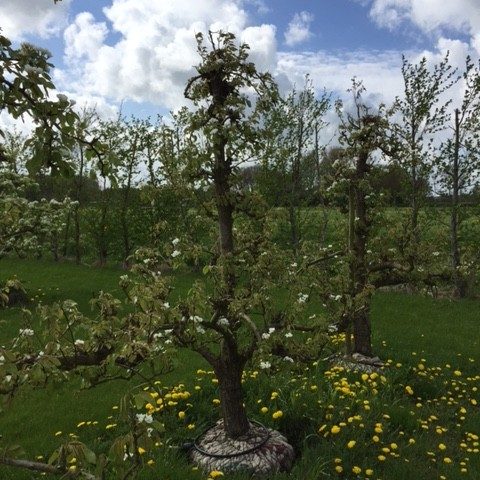 Ca. 30 Jaar Oude Perenboom Ras Conference - De Mooiste Oude Fruitbomen!