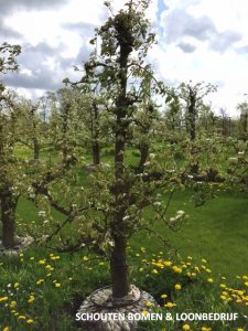 Ca. 30 Jaar Oude Perenboom Ras Conference - De Mooiste Oude Fruitbomen!