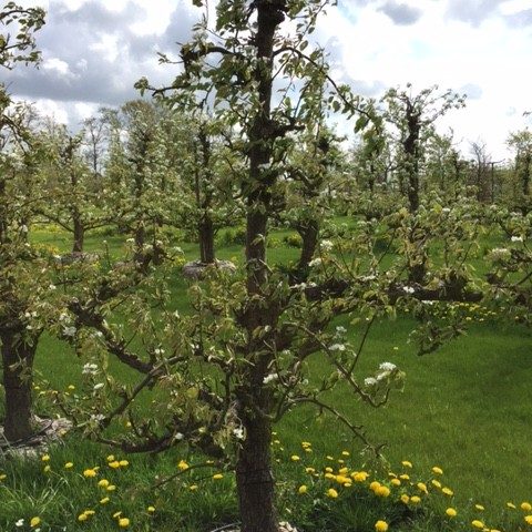 Ca. 30 Jaar Oude Perenboom Ras Conference - De Mooiste Oude Fruitbomen!