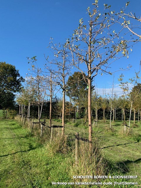 hoogstam appelboom