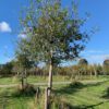 oude appelboom