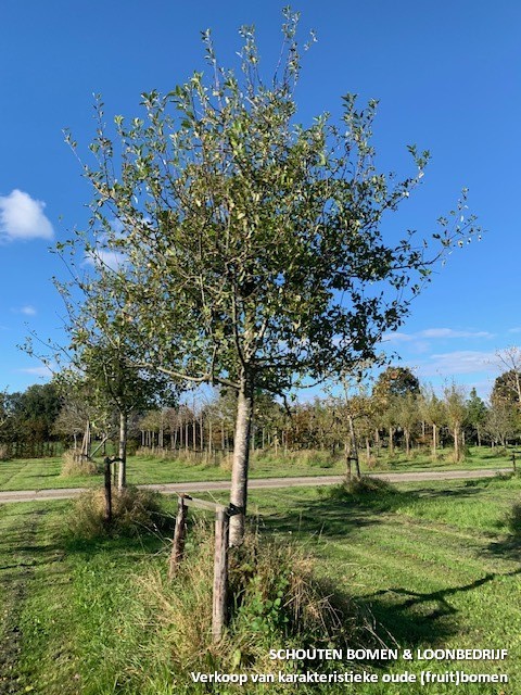 oude appelboom