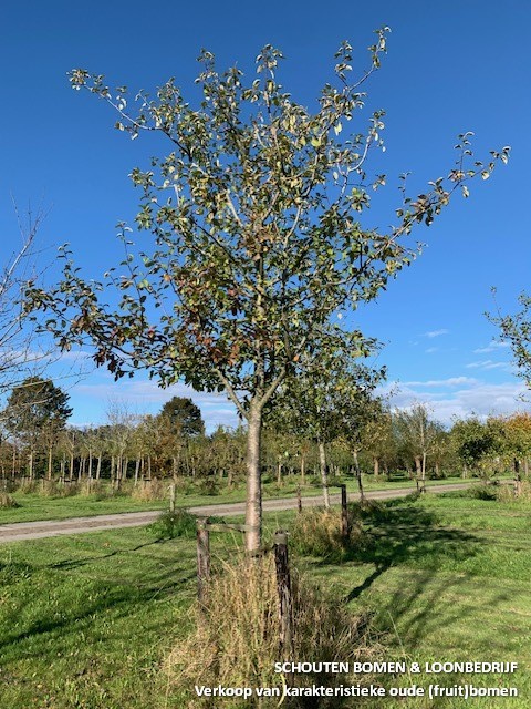 hoogstam appelboom