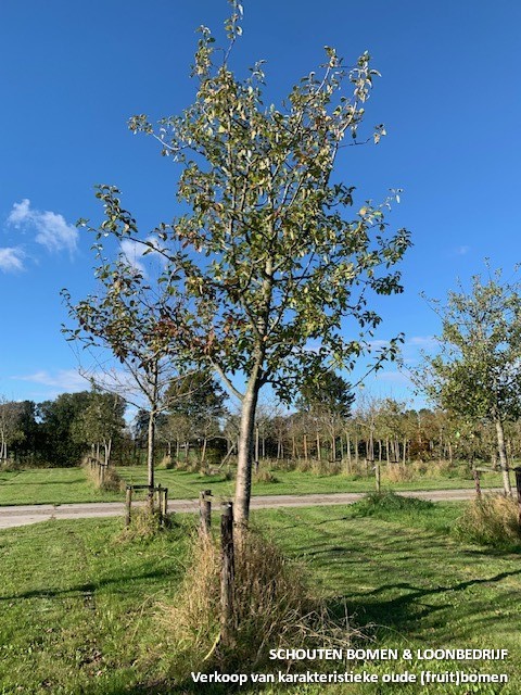 oude appelboom