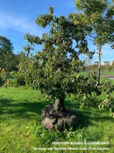 Oude Perenboom - De Mooiste Oude Fruitbomen Schouten Bomen