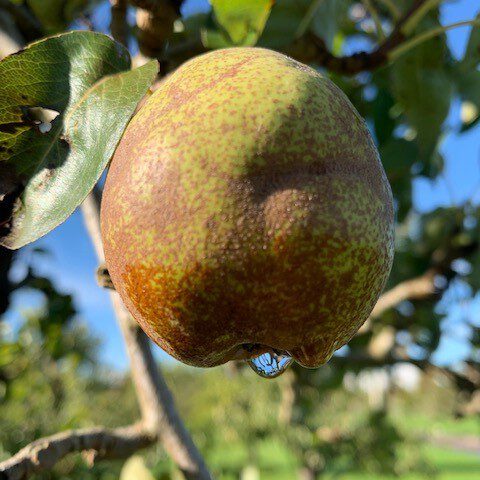 Oude Perenboom - De Mooiste Oude Fruitbomen Schouten Bomen