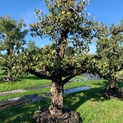 Oude Perenboom - De Mooiste Oude Fruitbomen Schouten Bomen