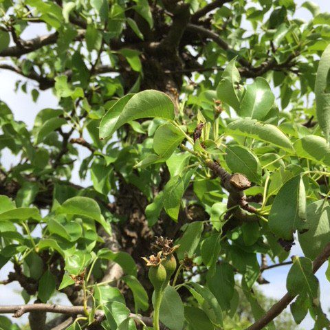 Oude Perenboom Conference - De Mooiste Oude Fruitbomen Schouten Bomen ...