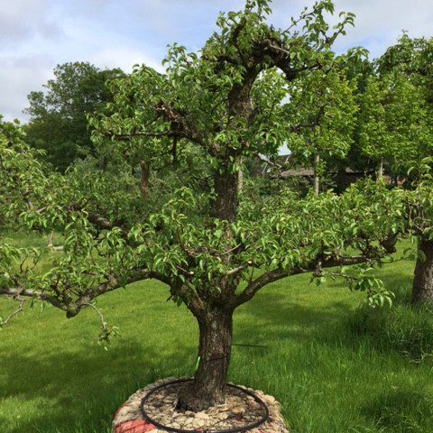 Oude Perenboom Conference - De Mooiste Oude Fruitbomen Schouten Bomen ...