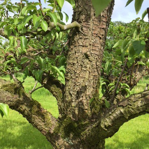 Oude Perenboom Conference - De Mooiste Oude Fruitbomen Schouten Bomen ...