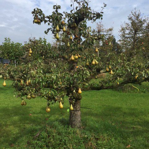 Oude Perenboom Conference - De Mooiste Oude Fruitbomen Schouten Bomen ...