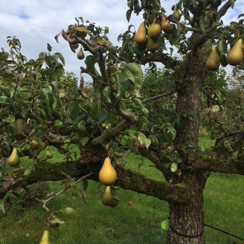 Oude Perenboom Conference - De Mooiste Oude Fruitbomen Schouten Bomen ...