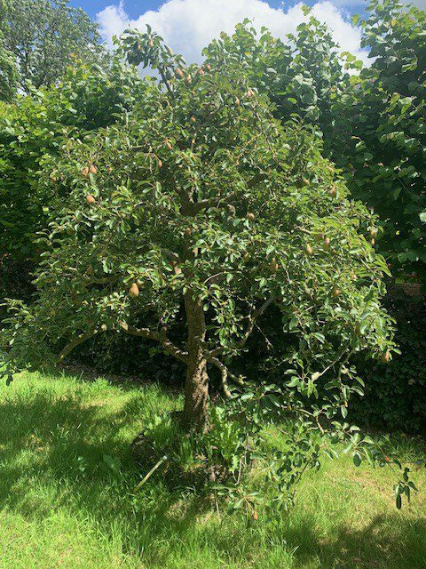 oude perenboom fruitboom