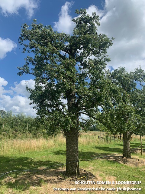 hoogstam perenboom