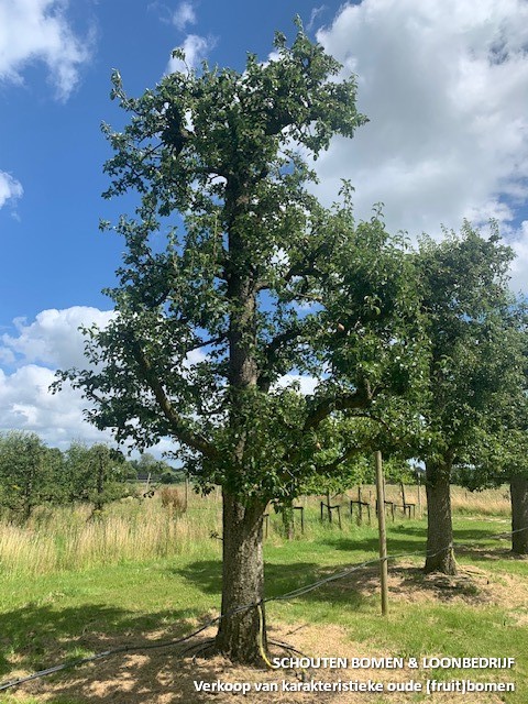 hoogstam Legipont perenboom