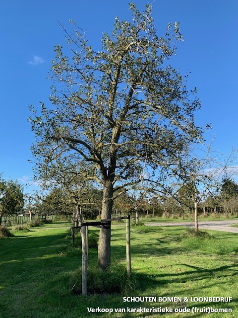 oude hoogstam perenboom