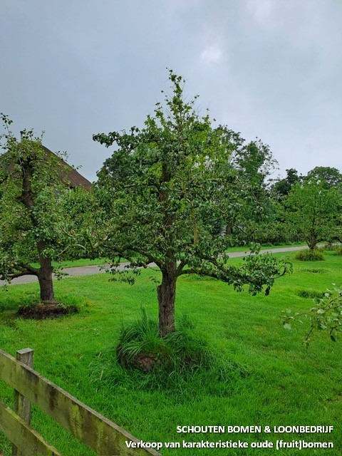 oude perenboom oude fruitboom