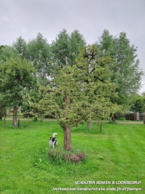 oude perenboom oude fruitboom