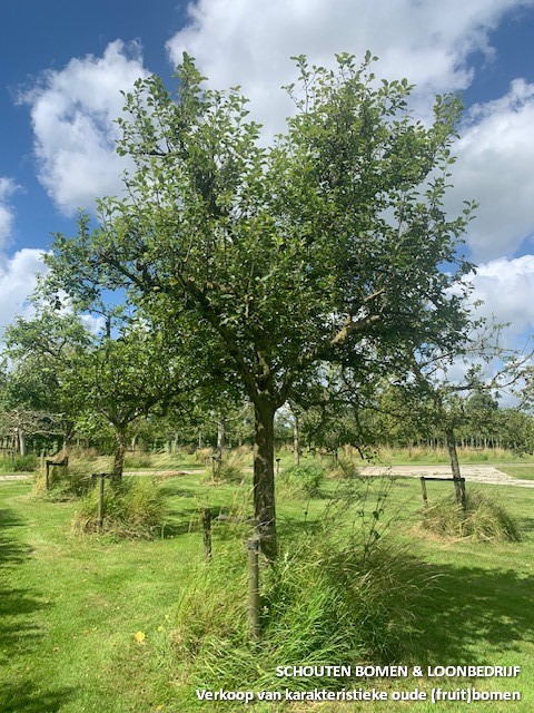 hoogstam appelboom zoete ermgaard