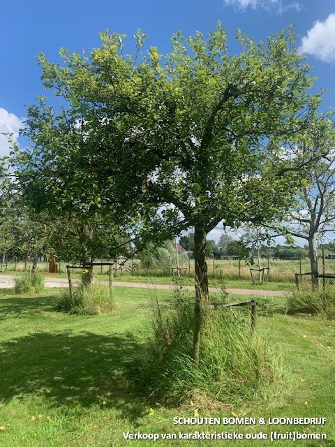 oude hoogstam appelboom