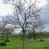 hoogstam appelboom