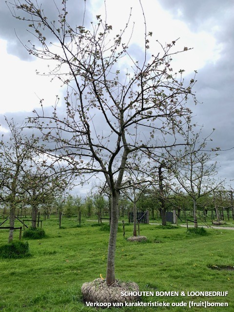 hoogstam appelboom