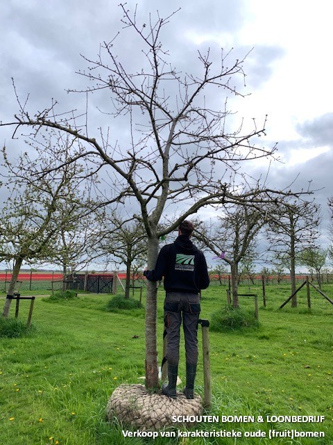 hoogstam appelboom