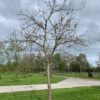 oude appelboom hoogstam