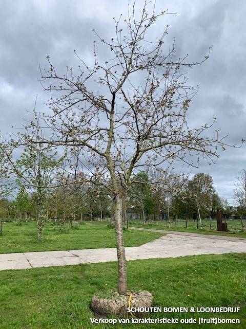 oude appelboom hoogstam