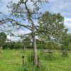 Hoogstam appelboom Zoete Ermgard