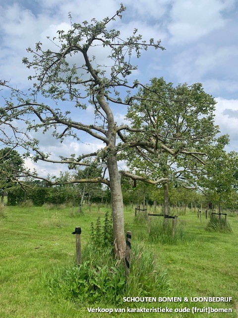 Hoogstam appelboom Zoete Ermgard