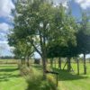 oude appelboom