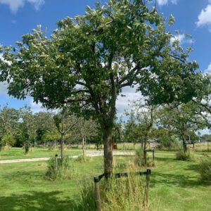 hoogstam appelboom Dijkmanszoet oude fruitboom