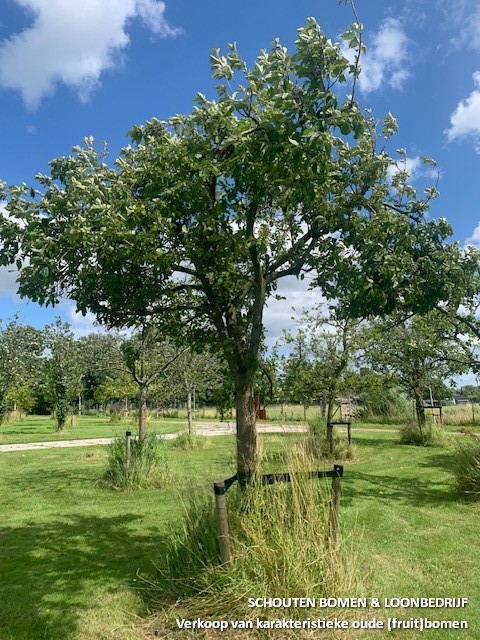 hoogstam appelboom Dijkmanszoet oude fruitboom