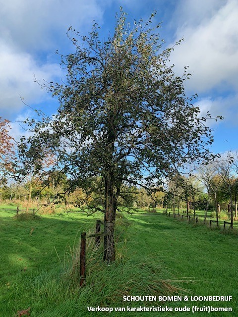 hoogstam perenboom